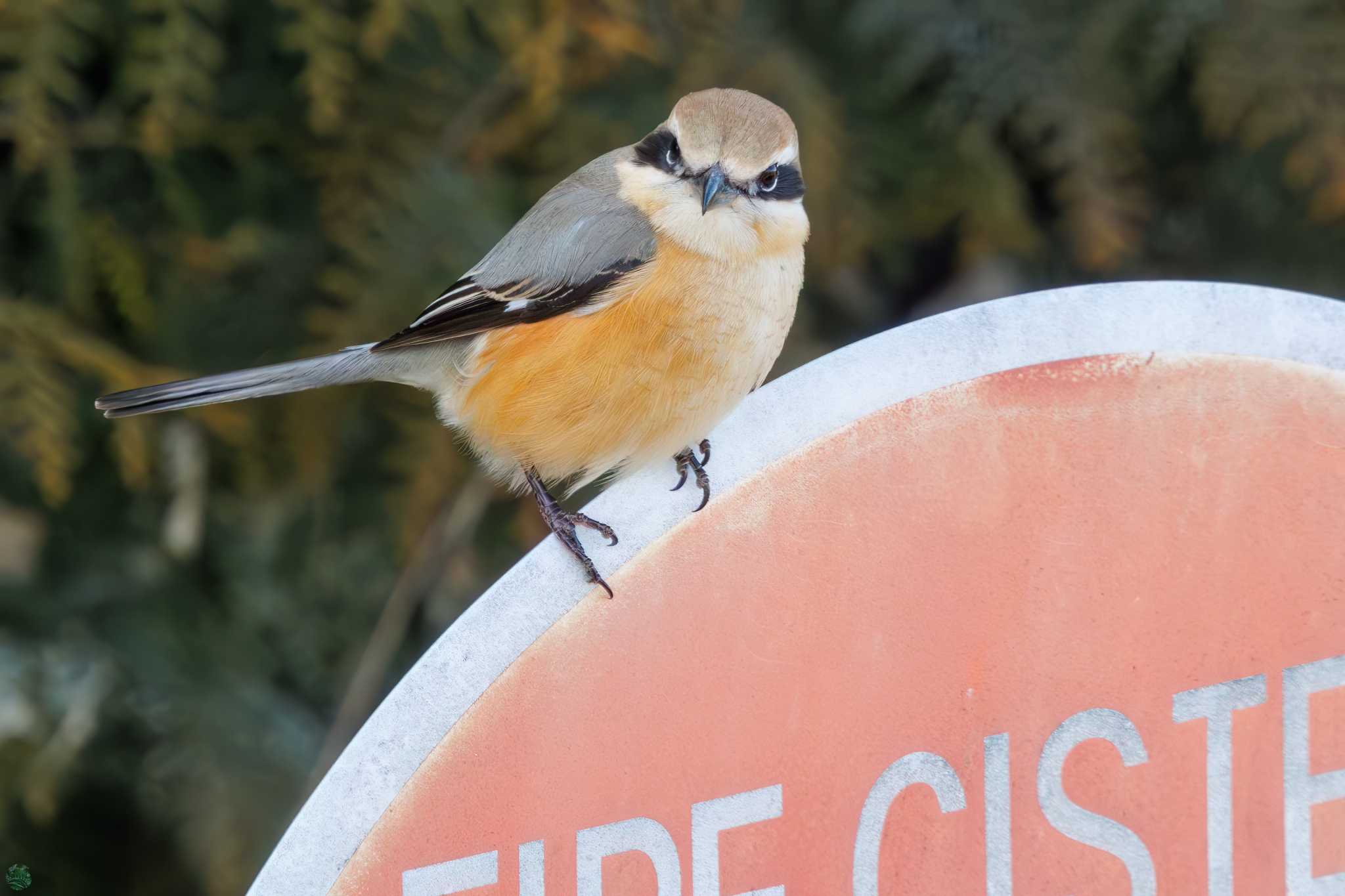 Bull-headed Shrike