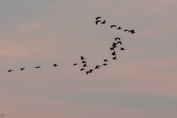 カワウ 渡良瀬遊水地 2024年2月3日(土)