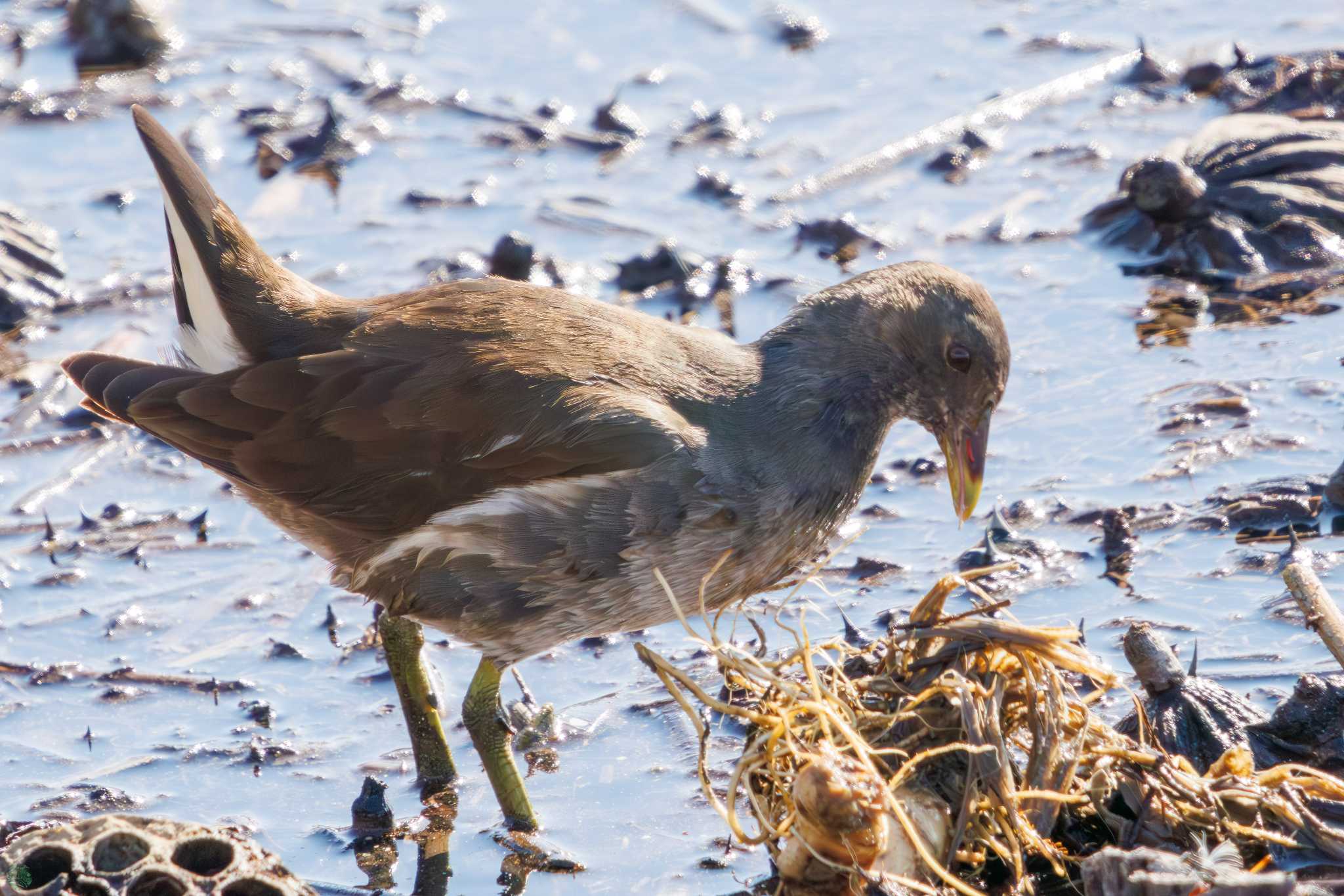 Common Moorhen