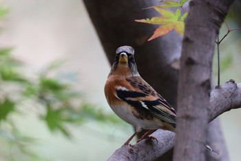 Brambling 東京都多摩地域 Mon, 11/26/2018