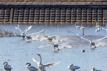 オオハクチョウ 渡良瀬遊水地 2024年2月3日(土)