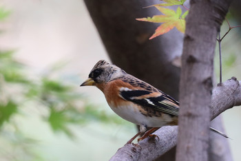 Brambling 東京都多摩地域 Mon, 11/26/2018