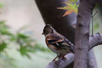 Brambling 東京都多摩地域 Mon, 11/26/2018