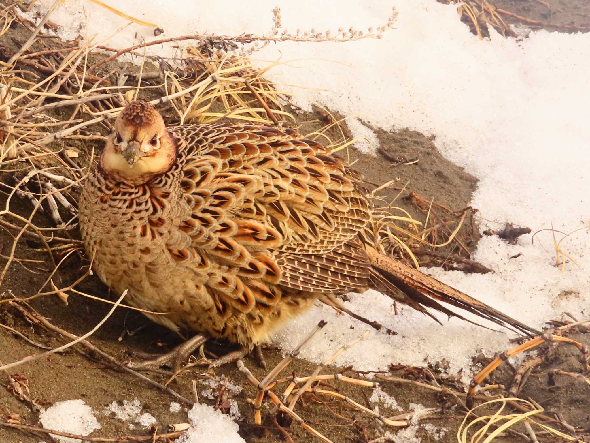 Photo of Common Pheasant at 石狩川河口 by ゆ