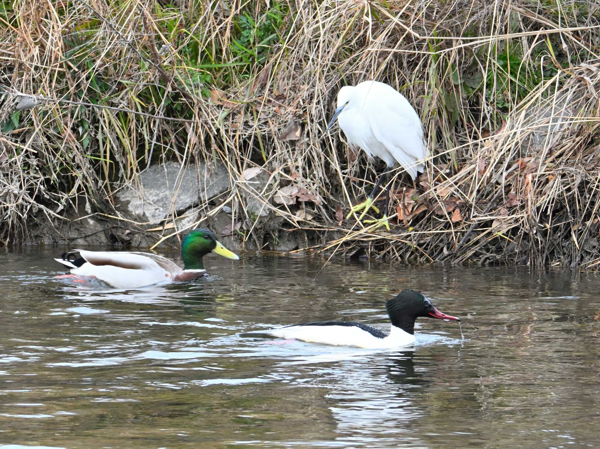 一鳥身の差で、1位カワアイサー！、2位マガモー！！ 審判はコサギさんー！！！ by 仁者楽山