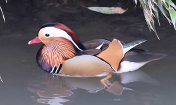 Mandarin Duck 近所の渓谷 Sun, 2/18/2024