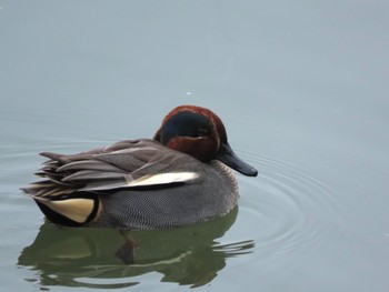 Eurasian Teal 杁ヶ池公園 Sat, 1/20/2024