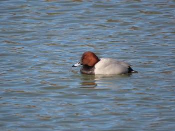 Common Pochard 杁ヶ池公園 Thu, 2/8/2024