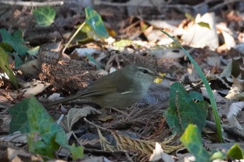 ウグイス 秋ヶ瀬公園 2024年2月8日(木)