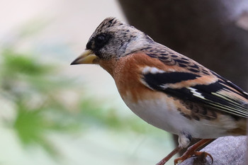 Brambling 東京都多摩地域 Mon, 11/26/2018