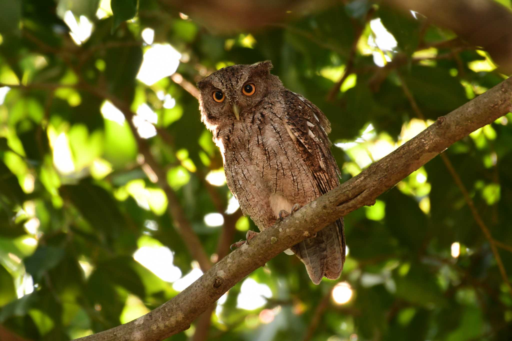 Pacific Screech Owl