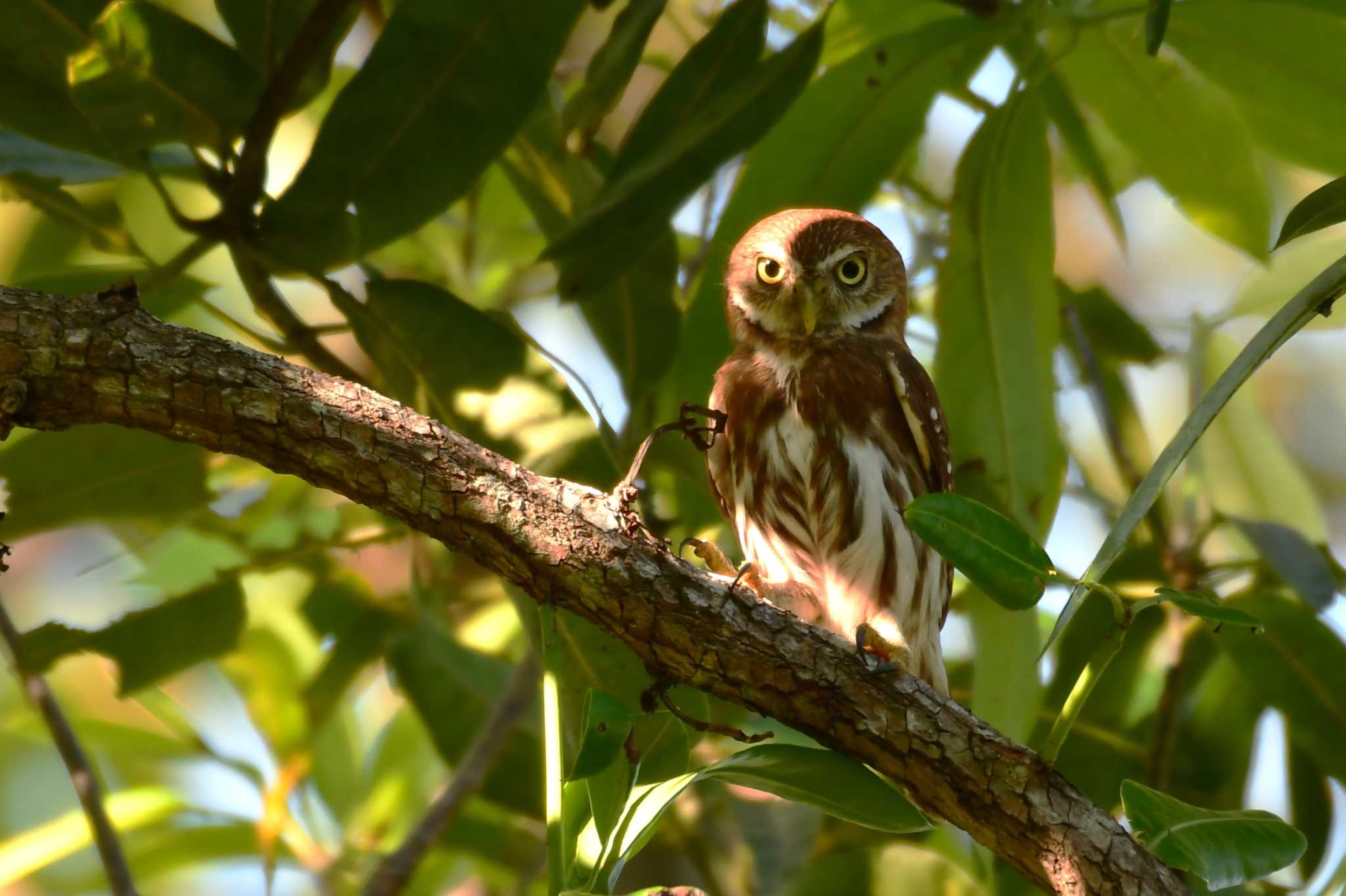 Ferruginous Pygmy Owl