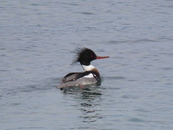 Red-breasted Merganser 志津川湾 Thu, 2/15/2024