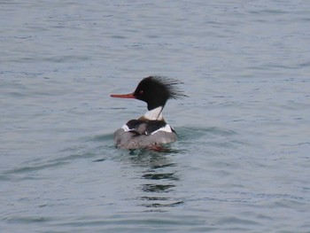 Red-breasted Merganser 志津川湾 Thu, 2/15/2024