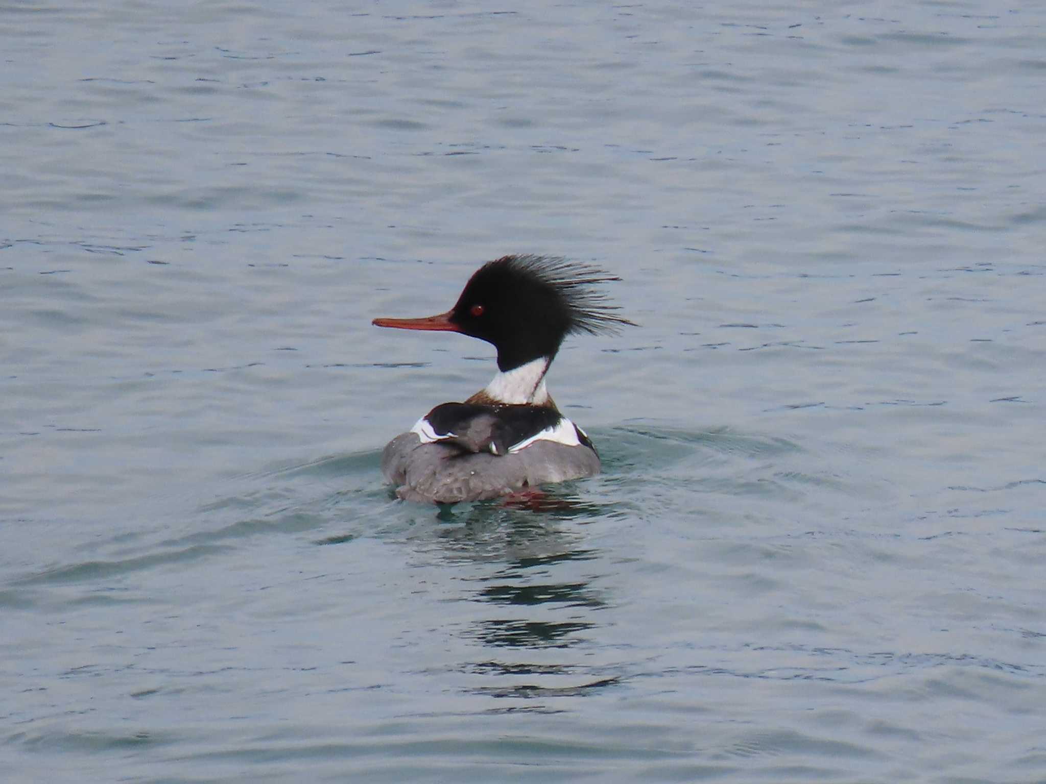 Red-breasted Merganser