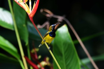 キバラタイヨウチョウ Bukit Batok Nature Park (Singapore) 2018年11月10日(土)