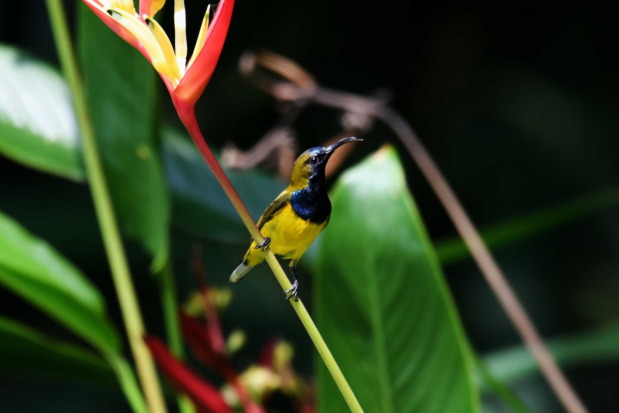 Bukit Batok Nature Park (Singapore) キバラタイヨウチョウの写真 by あひる