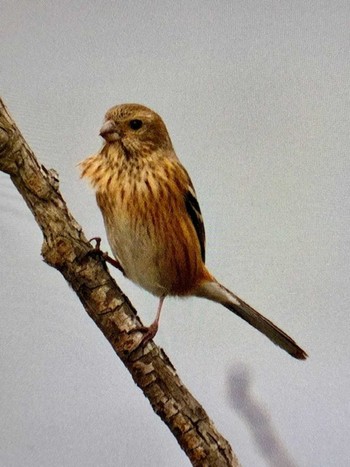 2024年2月19日(月) ふれあい松戸川の野鳥観察記録