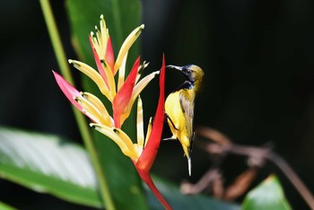 Ornate Sunbird Bukit Batok Nature Park (Singapore) Sat, 11/10/2018