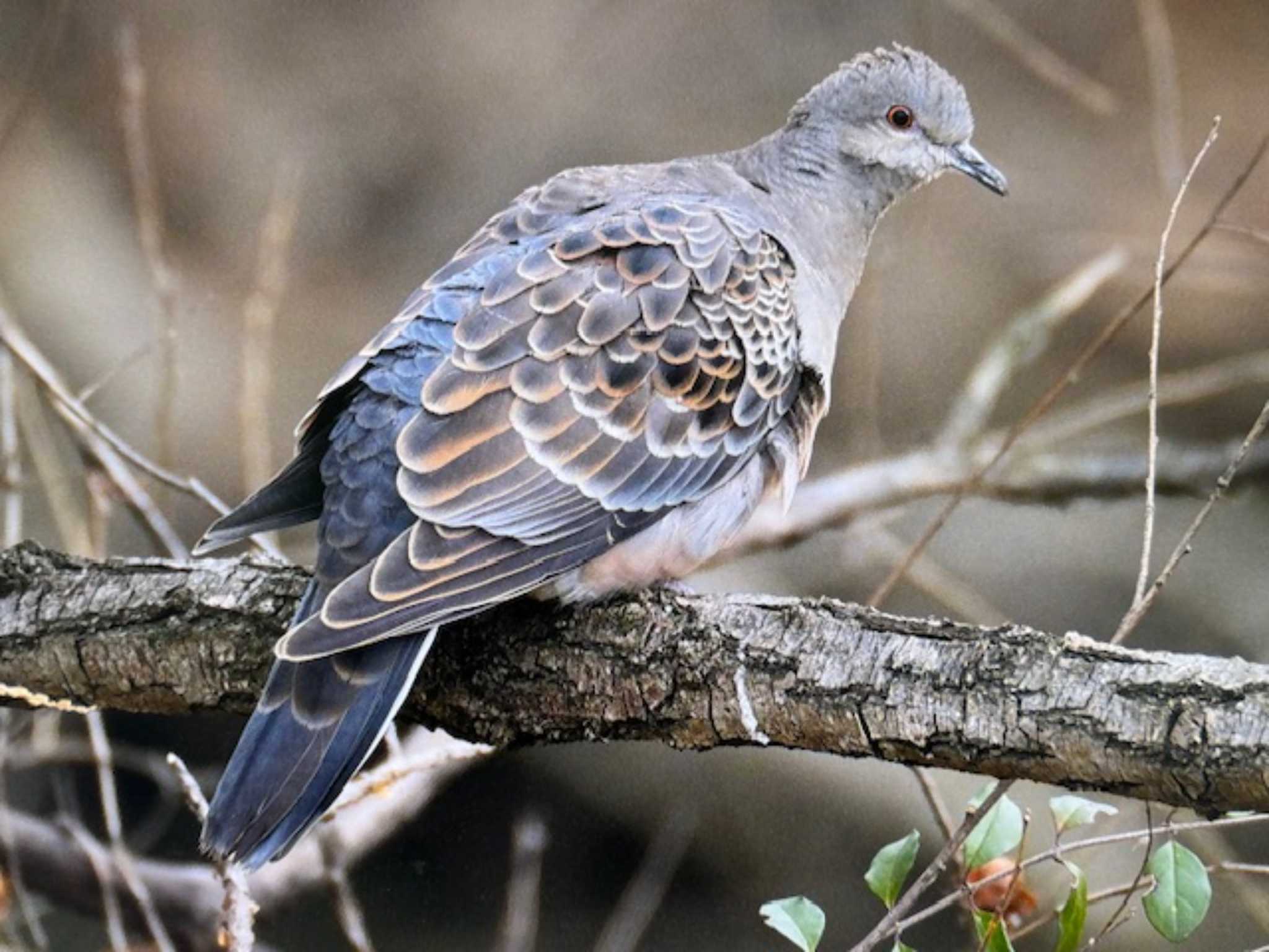 Photo of Oriental Turtle Dove at ふれあい松戸川 by ゆるゆるとりみんgoo