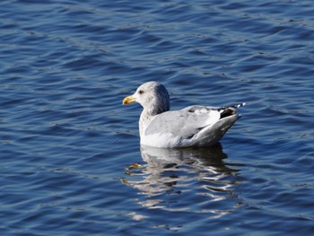 Vega Gull Teganuma Sun, 2/18/2024