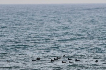 Black Scoter 飯岡漁港 Wed, 2/14/2024