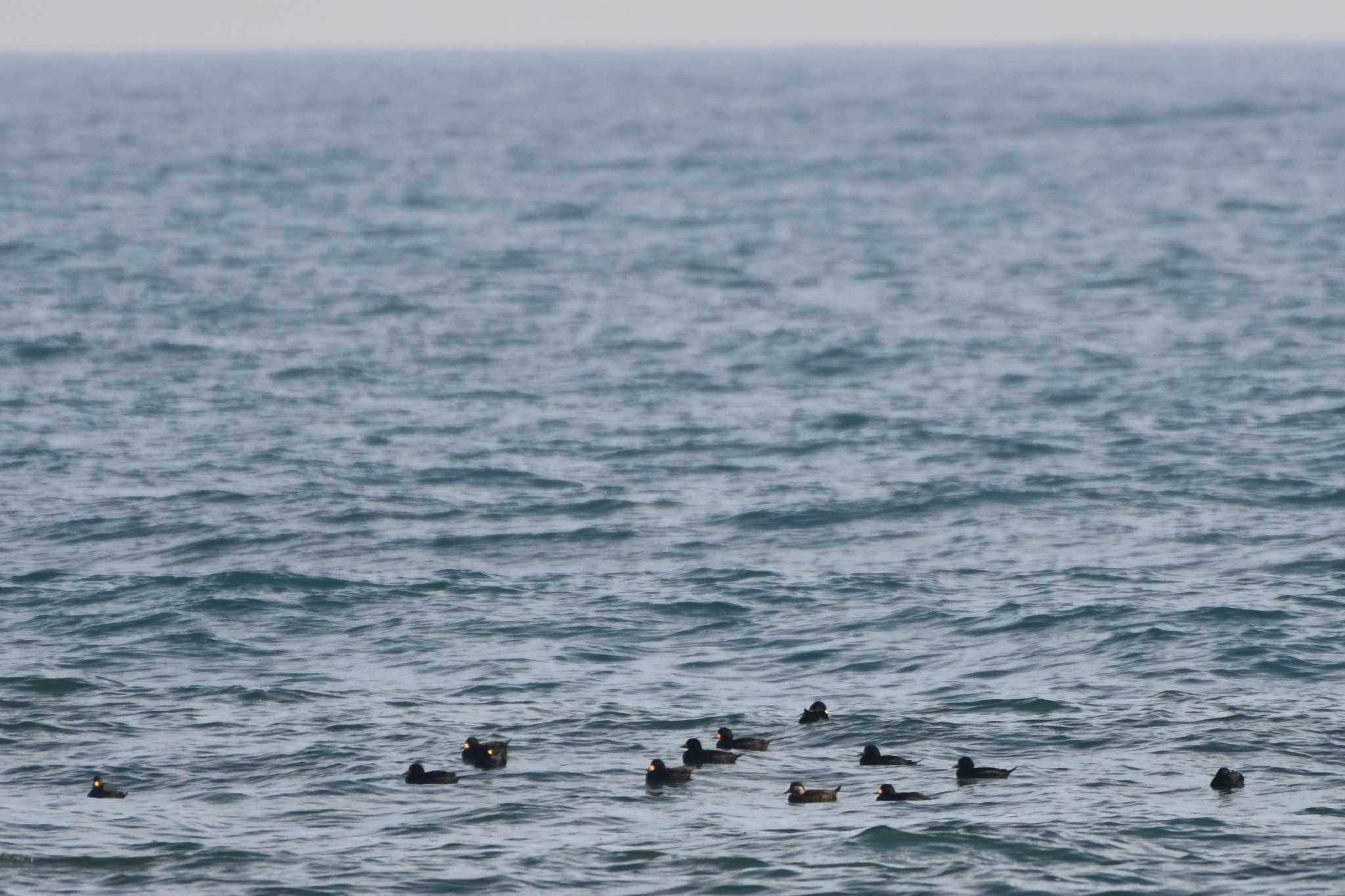 Photo of Black Scoter at 飯岡漁港 by geto