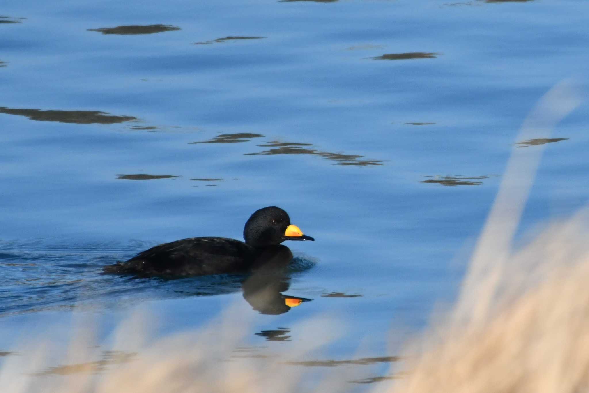 Photo of Black Scoter at 飯岡漁港 by geto