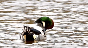 Falcated Duck 鶴ヶ池 Sat, 2/17/2024