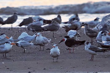 Franklin's Gull Puntarenas Port Sun, 2/11/2024