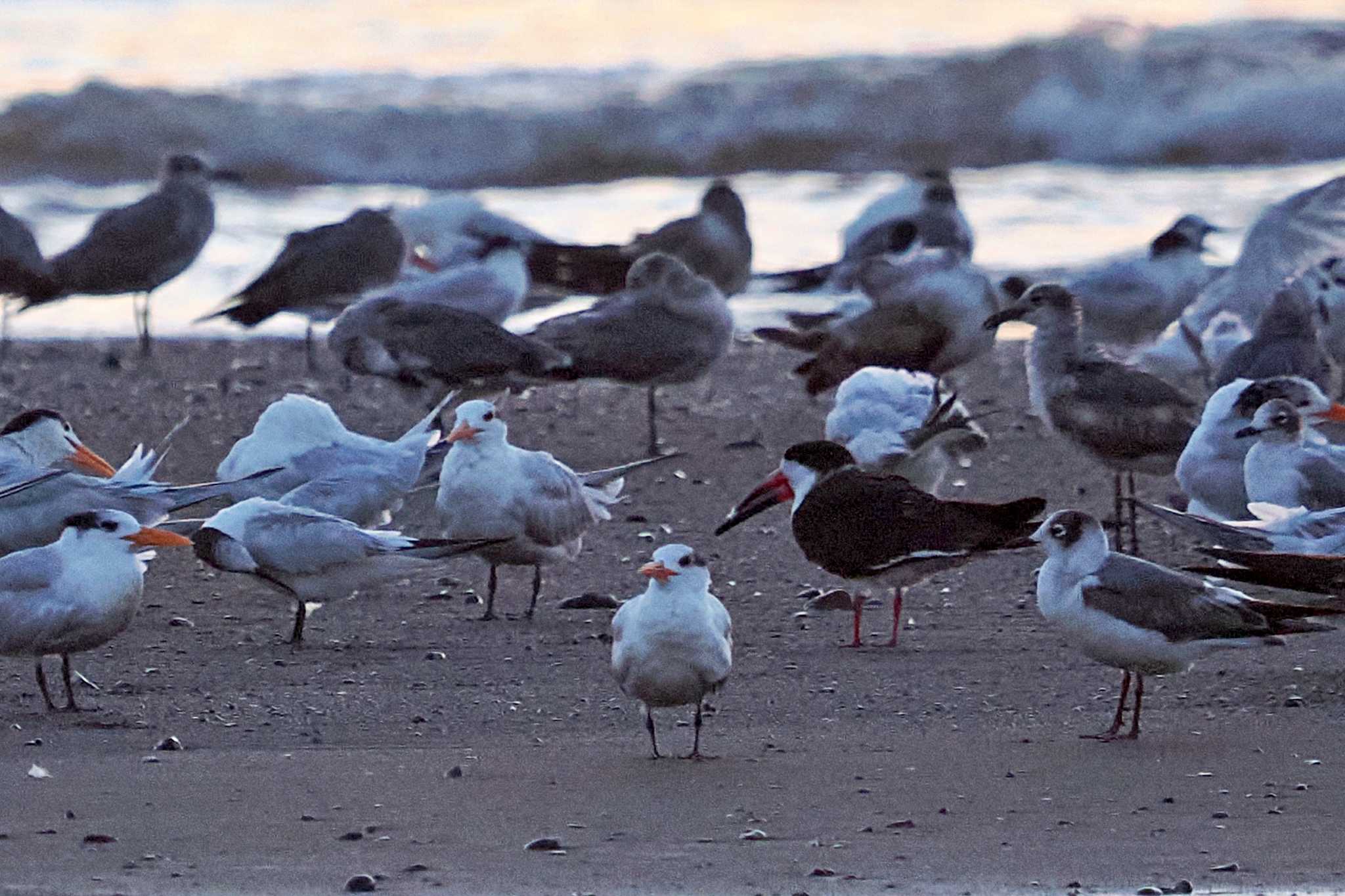 Photo of Franklin's Gull at Puntarenas Port by 藤原奏冥