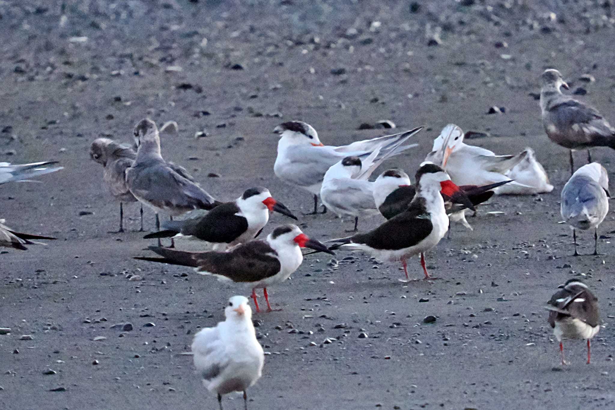 Photo of Black Skimmer at Puntarenas Port by 藤原奏冥