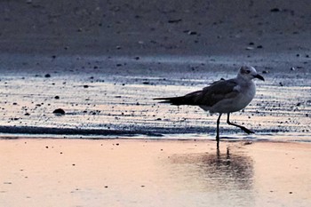 Laughing Gull Puntarenas Port Sun, 2/11/2024