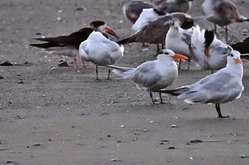 Royal Tern Puntarenas Port Sun, 2/11/2024