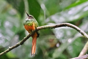 アカオキリハシ Pierella Ecological Garden(Costa Rica) 2024年2月9日(金)