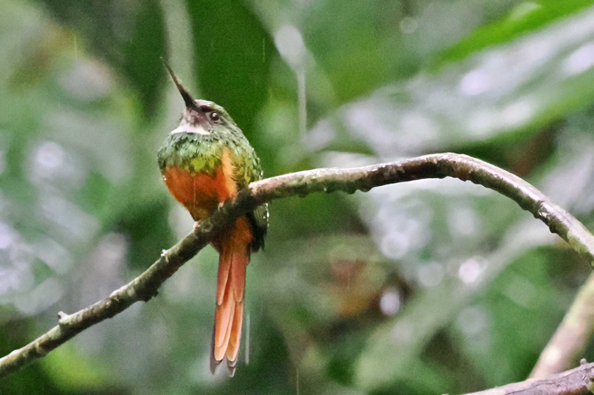 Photo of Rufous-tailed Jacamar at Pierella Ecological Garden(Costa Rica) by 藤原奏冥