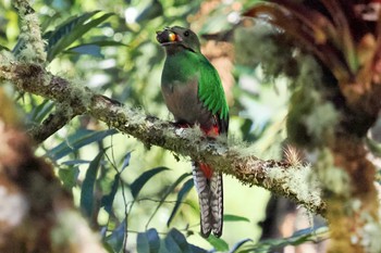 Resplendent Quetzal San Gerardo De Dota (Costa Rica) Mon, 2/12/2024