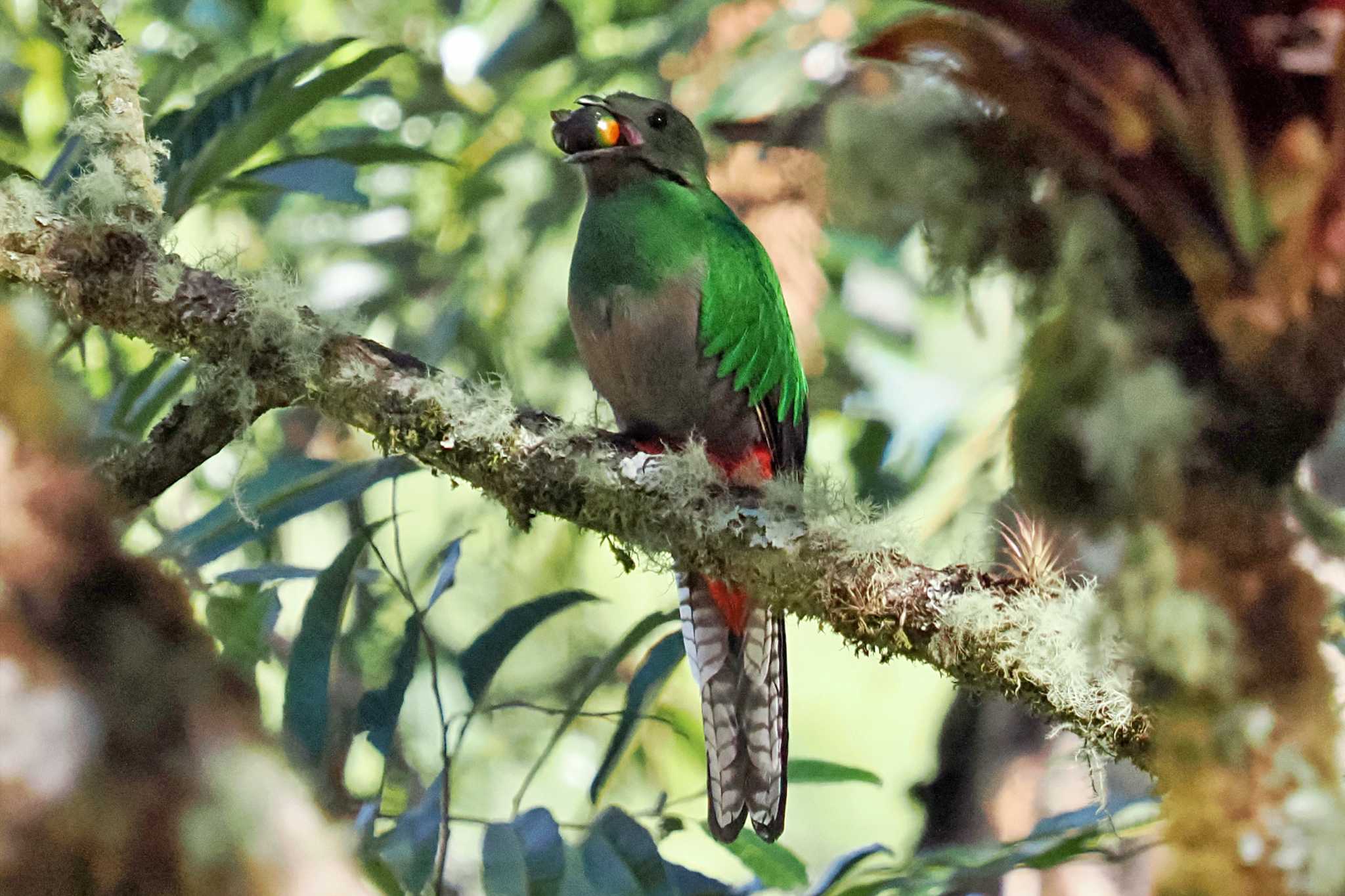 Photo of Resplendent Quetzal at San Gerardo De Dota (Costa Rica) by 藤原奏冥