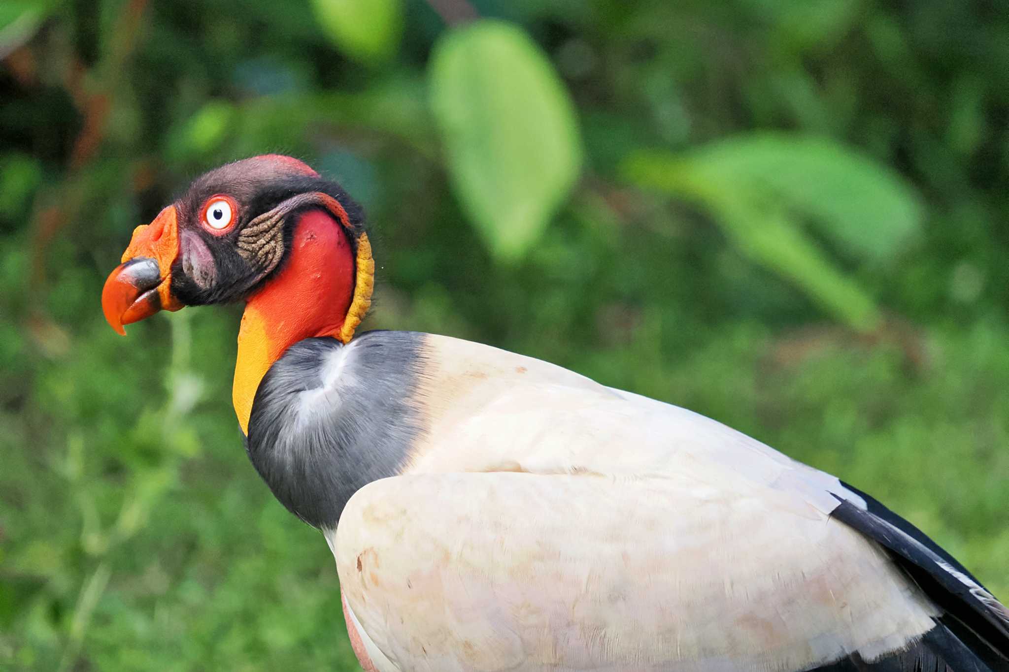 Photo of King Vulture at San Gerardo De Dota (Costa Rica) by 藤原奏冥