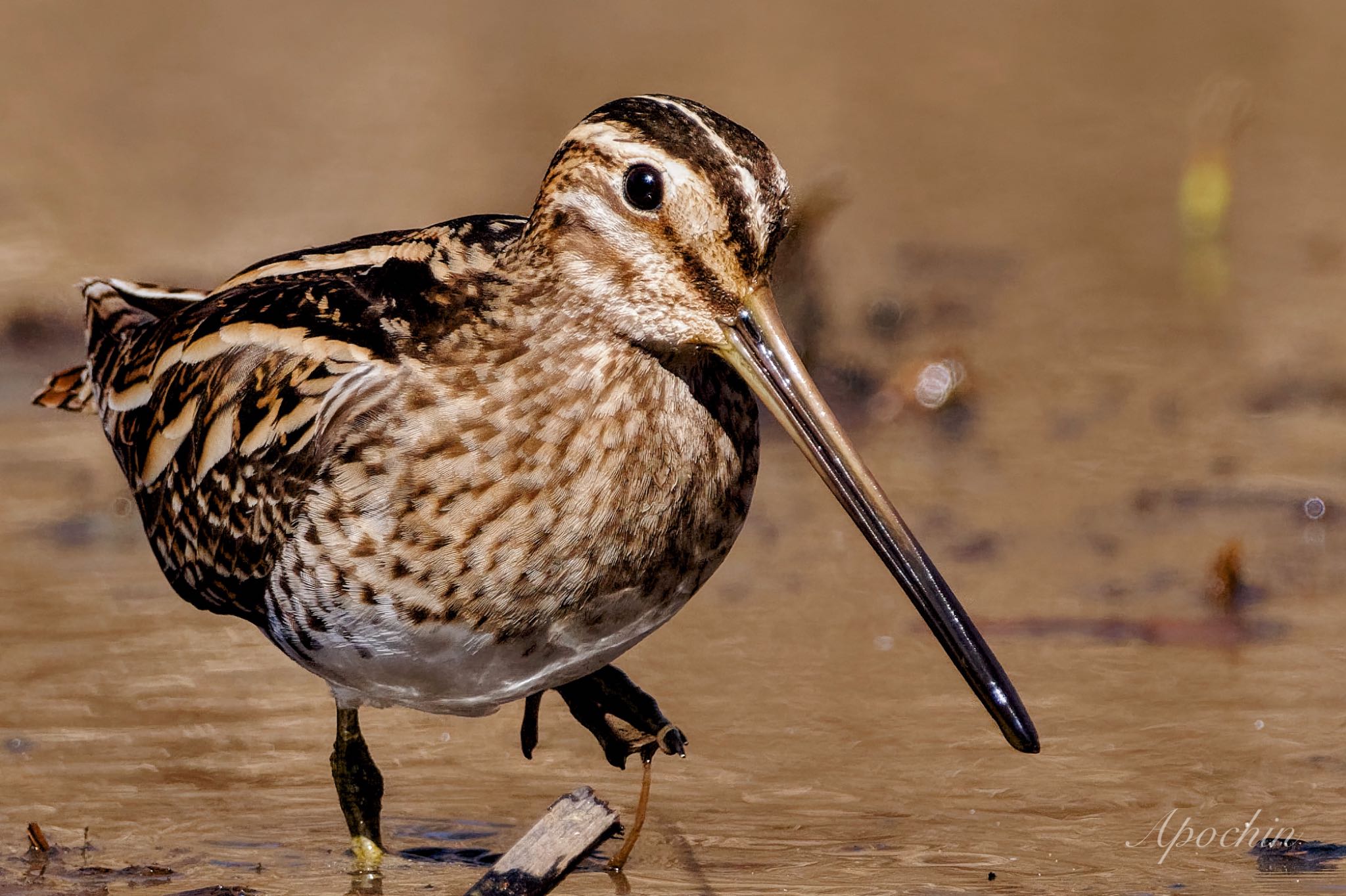 Photo of Common Snipe at Kitamoto Nature Observation Park by アポちん