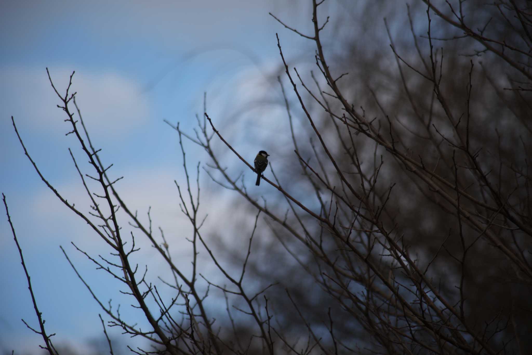 Photo of Japanese Tit at 野川公園 by スイジィ