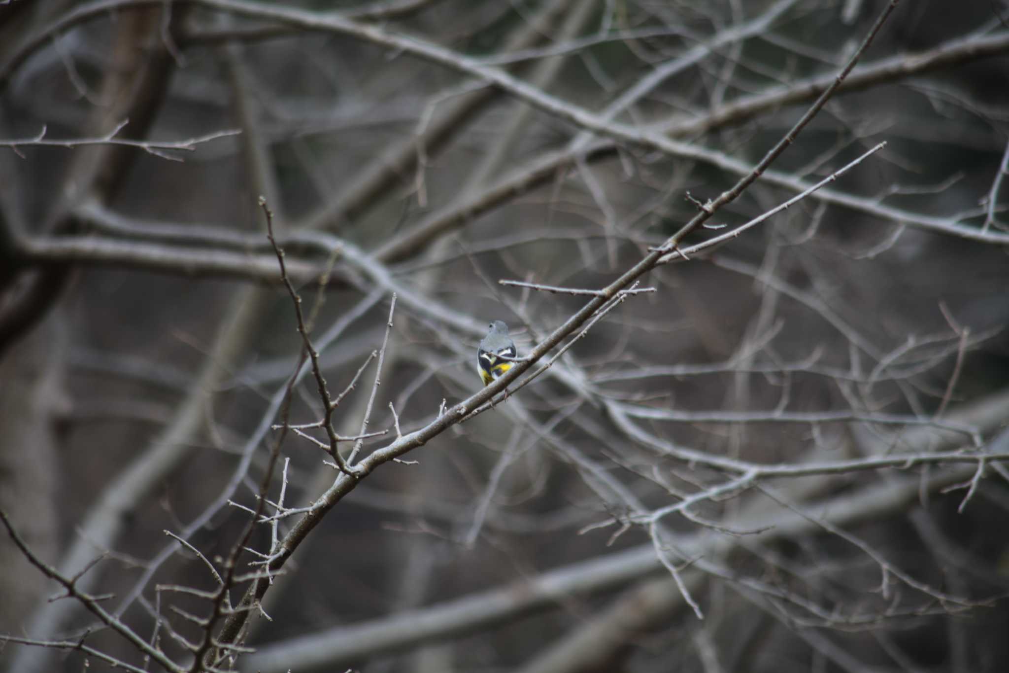 Photo of Grey Wagtail at 野川公園 by スイジィ