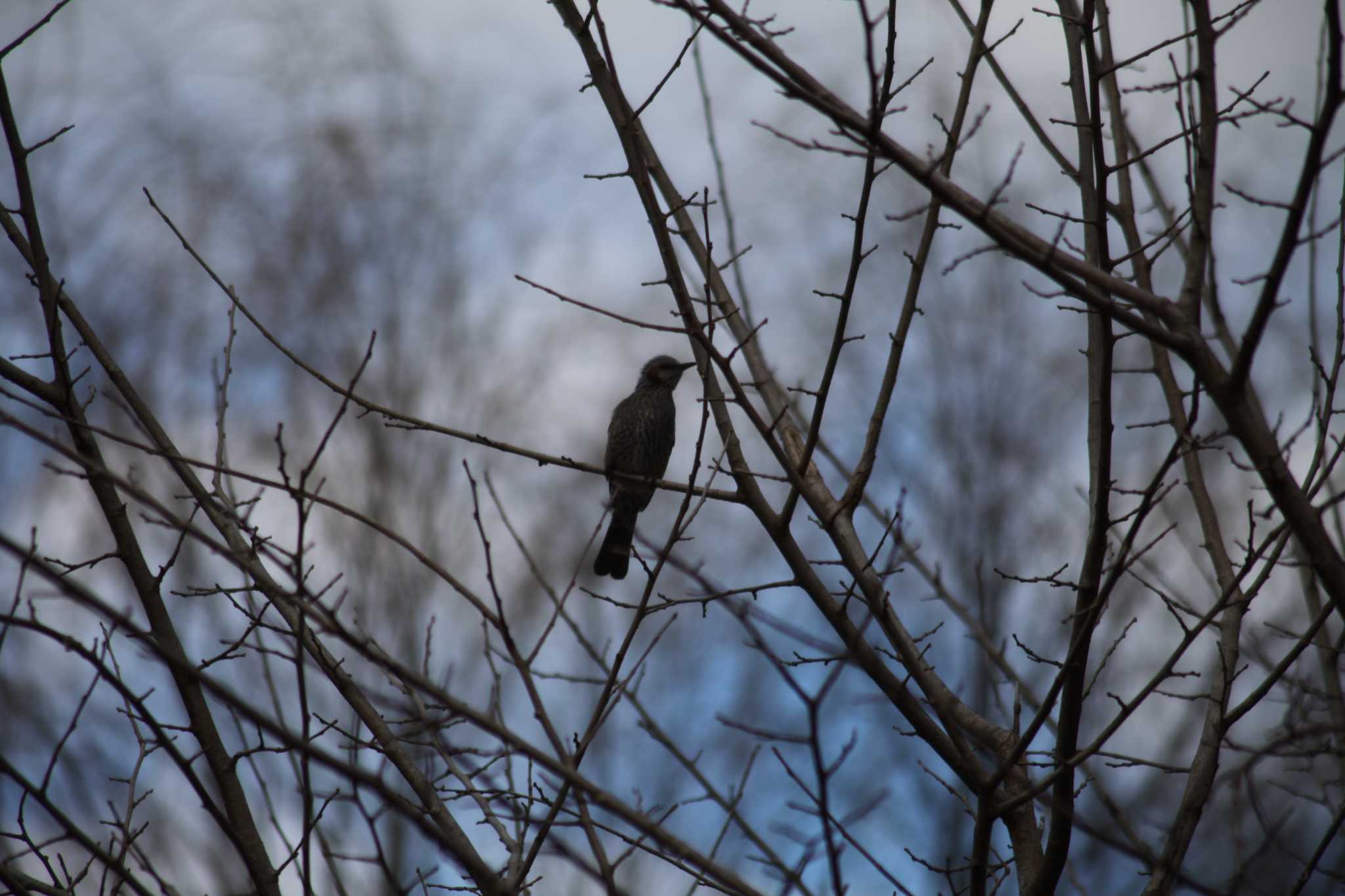 Photo of Brown-eared Bulbul at 野川公園 by スイジィ