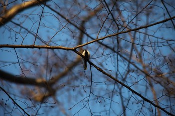 Japanese Tit 野川公園 Sun, 2/18/2024