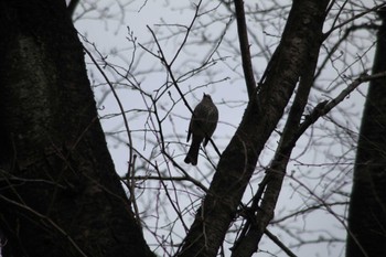 Brown-eared Bulbul 野川公園 Sun, 2/18/2024