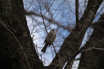 Brown-eared Bulbul 野川公園 Sun, 2/18/2024