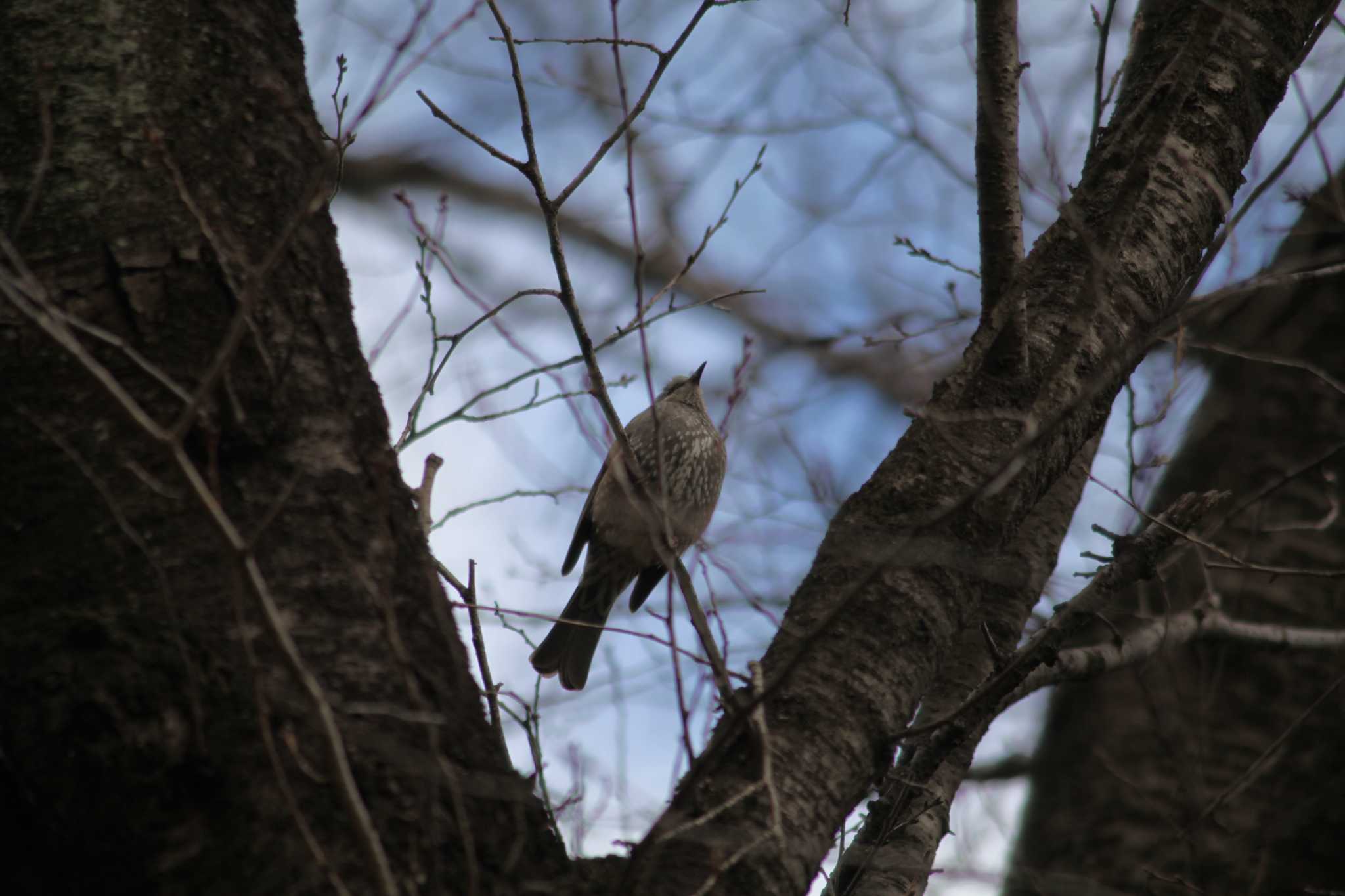 Photo of Brown-eared Bulbul at 野川公園 by スイジィ