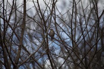 Dusky Thrush 野川公園 Sun, 2/18/2024