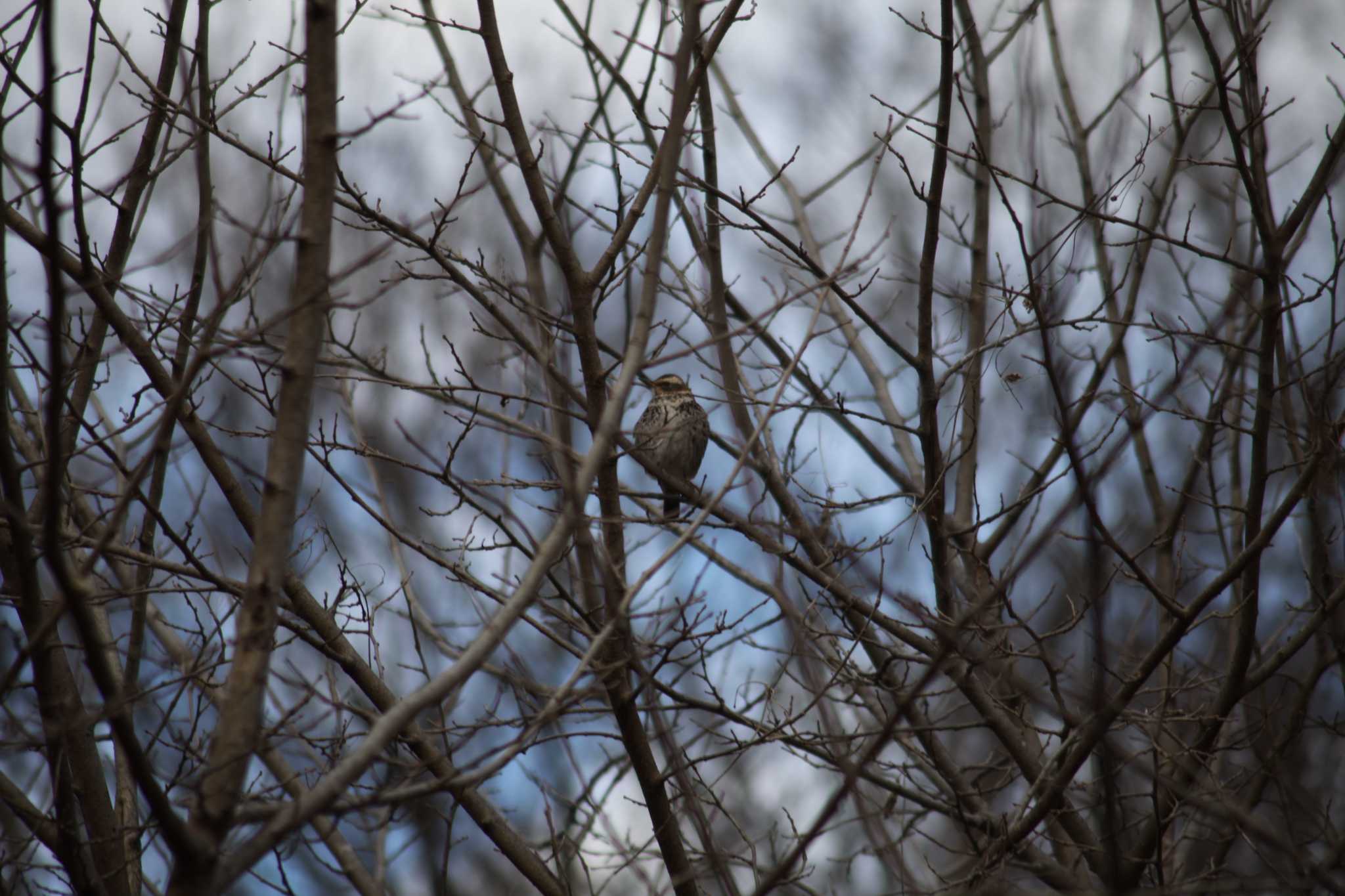 Photo of Dusky Thrush at 野川公園 by スイジィ