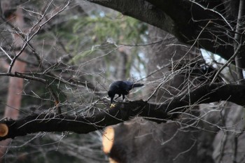 ハシブトガラス 野川公園 2024年2月18日(日)